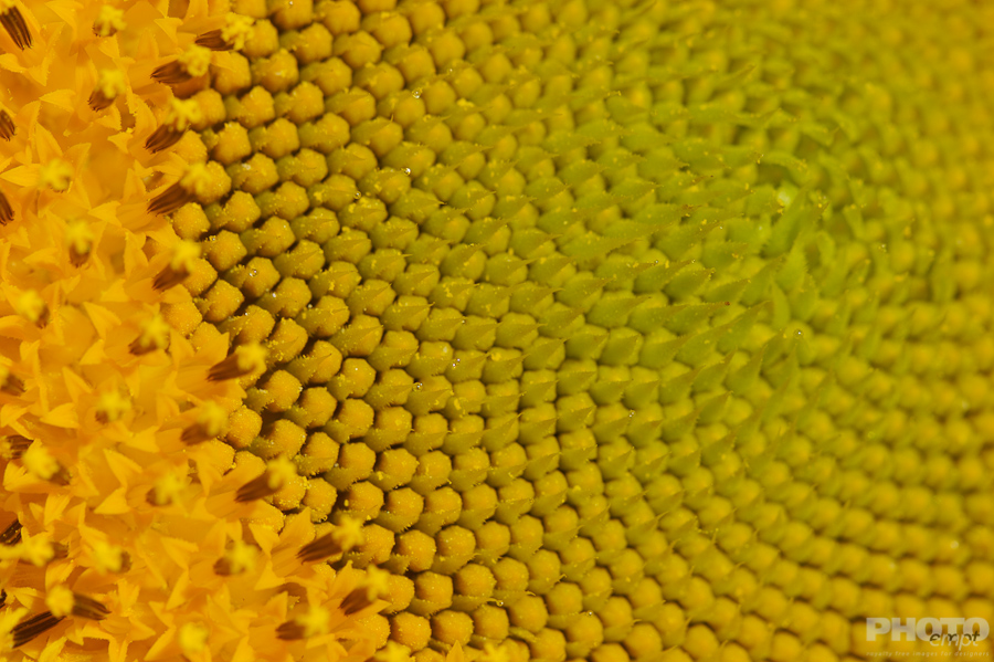 Nature: Flowers
