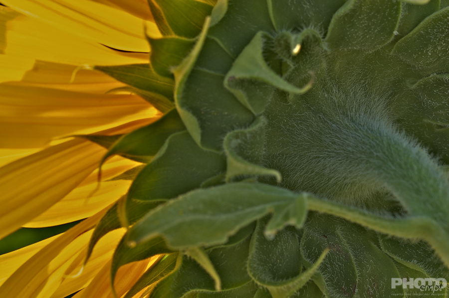 Nature: Flowers