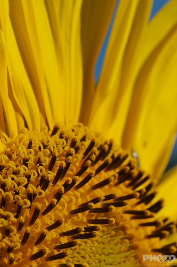 Nature: Flowers