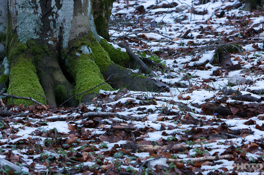 Trees