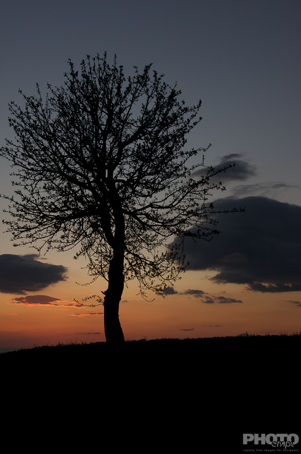 Trees