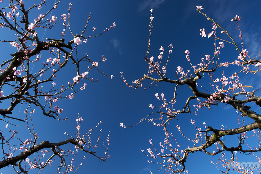Nature: Flowers