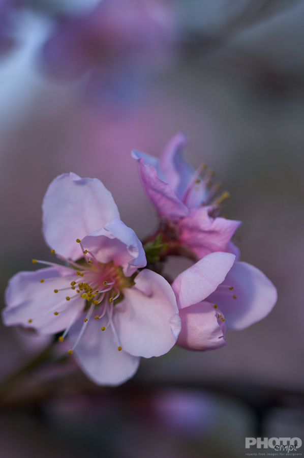 Nature: Flowers