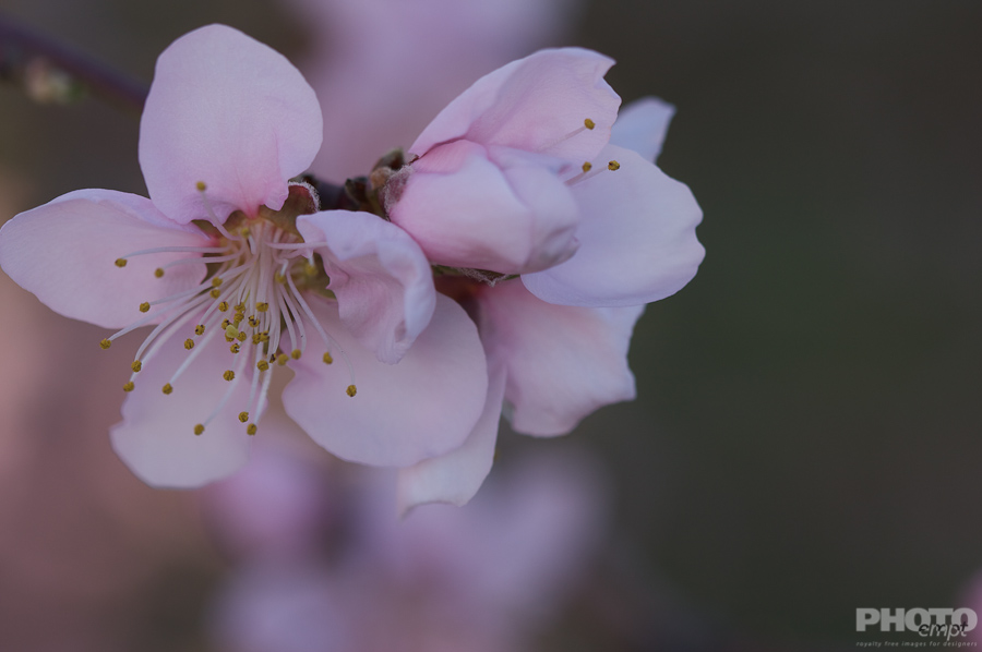 Nature: Flowers