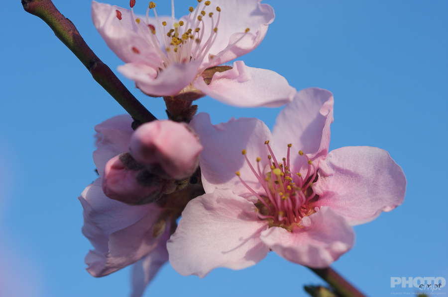 Nature: Flowers