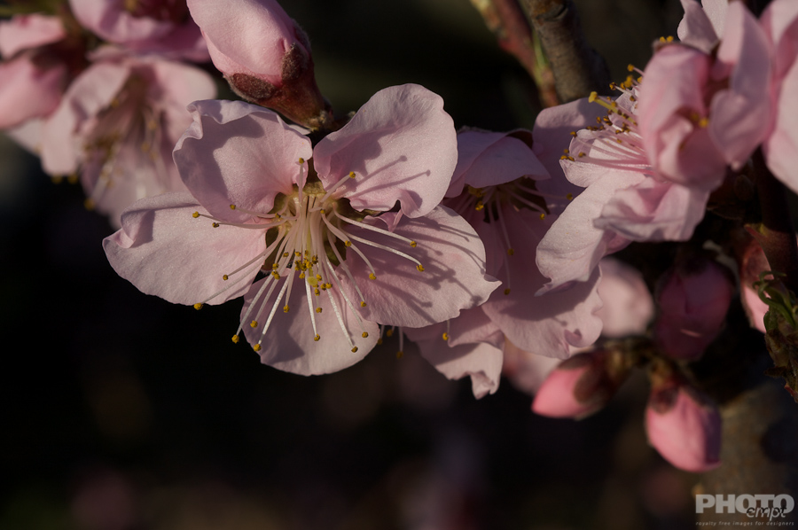 Nature: Flowers