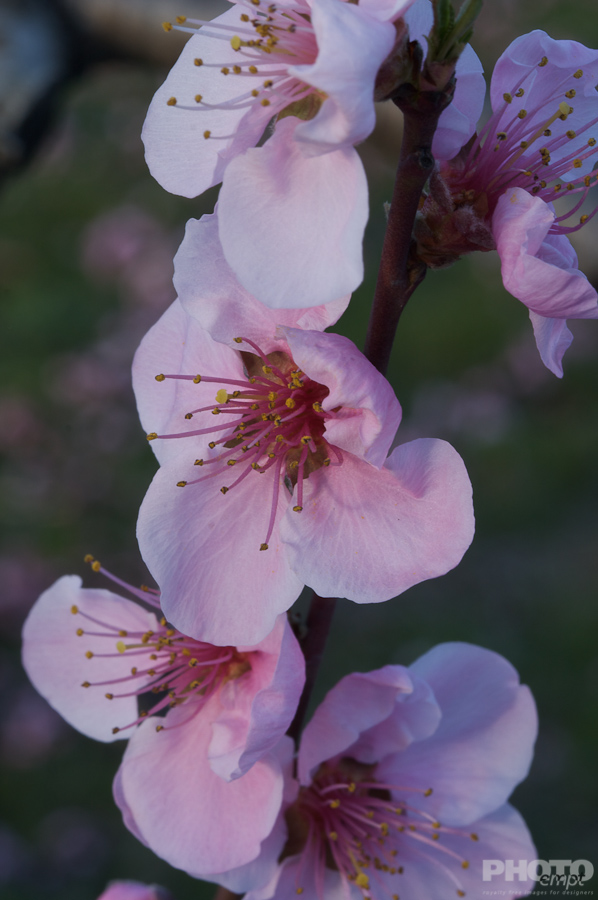 Nature: Flowers