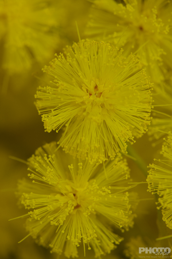 Nature: Flowers
