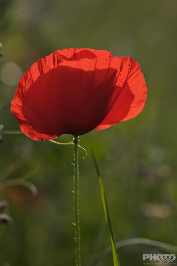 Nature: Flowers