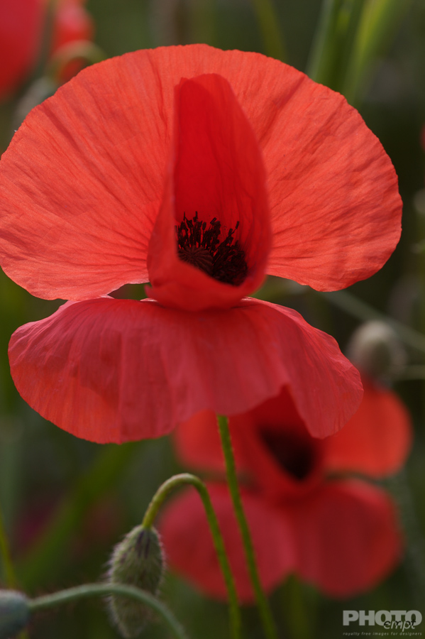 Nature: Flowers