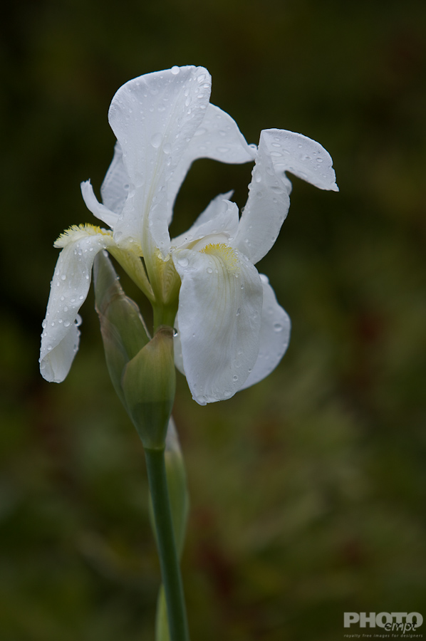 Nature: Flowers