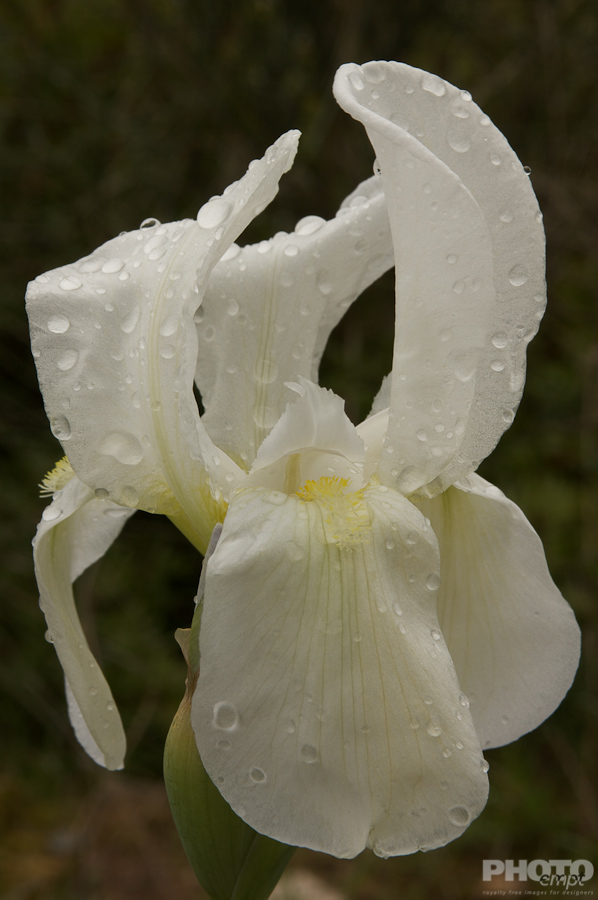 Nature: Flowers