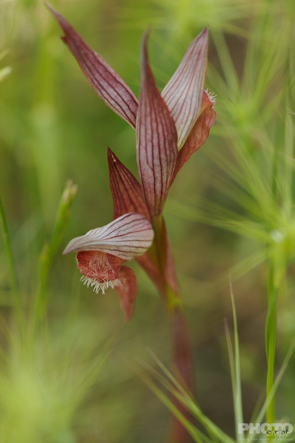 Nature: Flowers