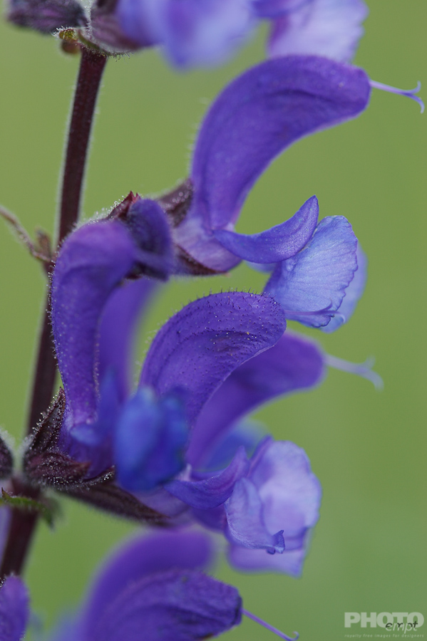 Nature: Flowers