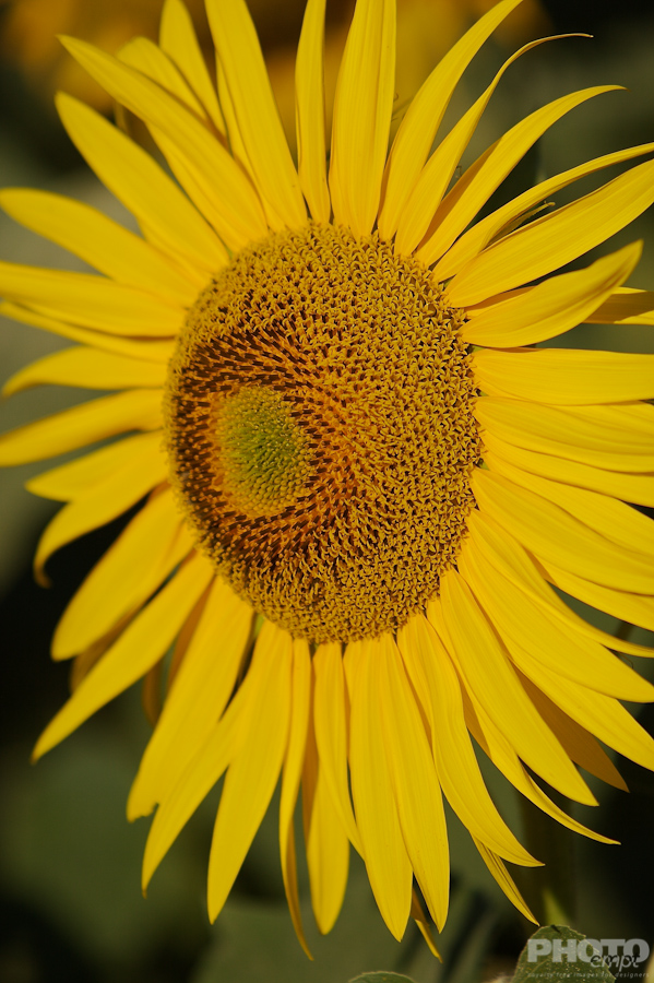 Nature: Flowers