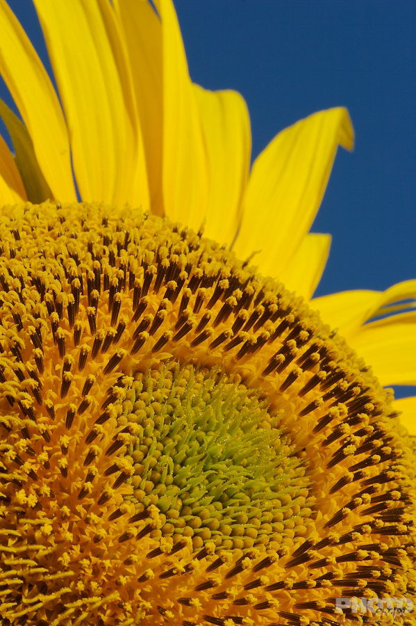 Nature: Flowers