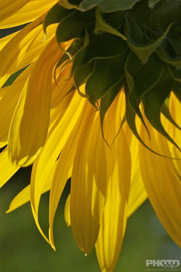 Nature: Flowers