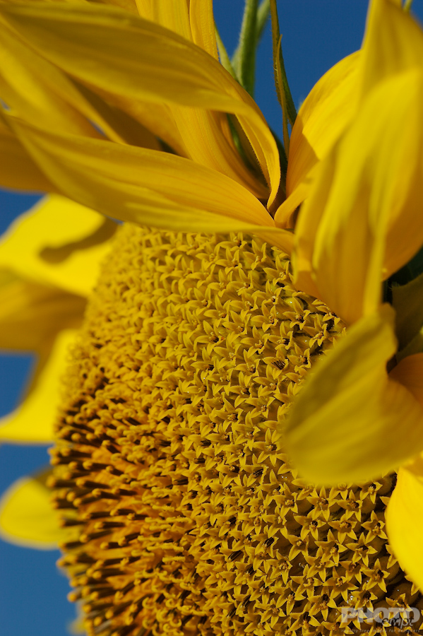 Nature: Flowers
