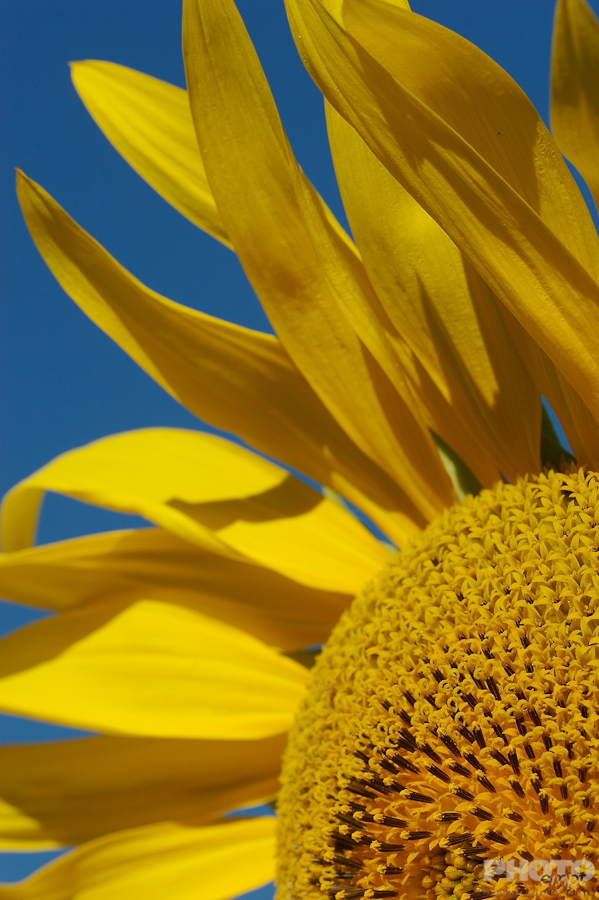 Nature: Flowers