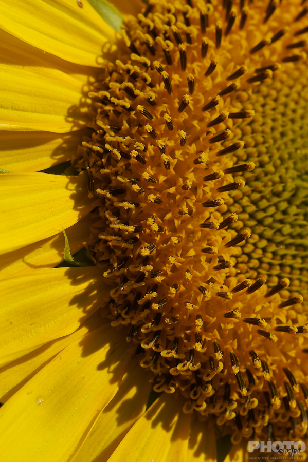 Nature: Flowers