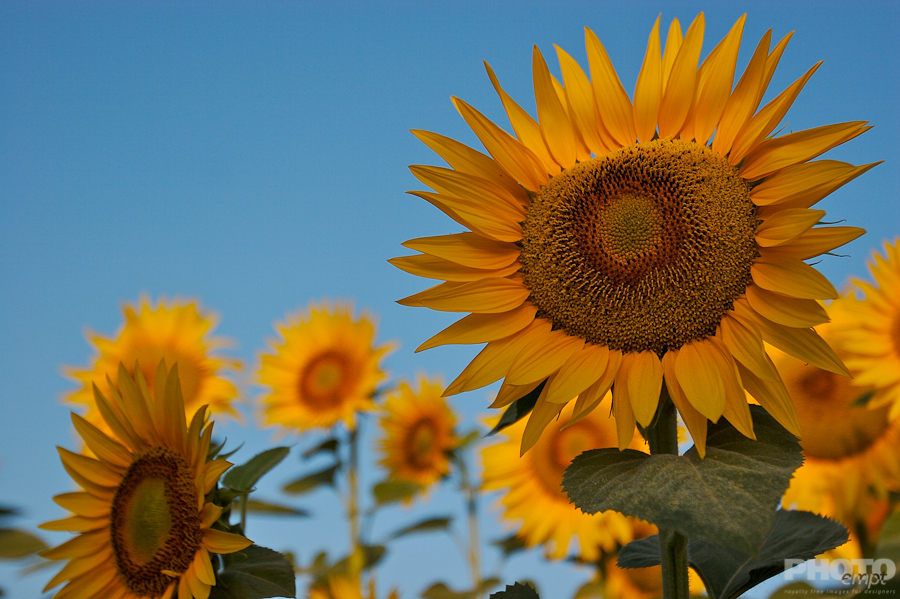 Nature: Flowers