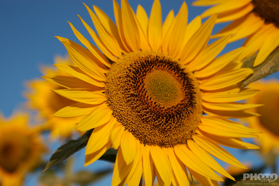 Nature: Flowers