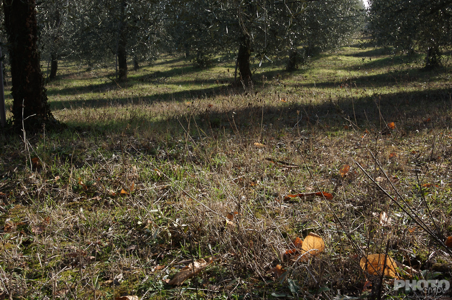Trees