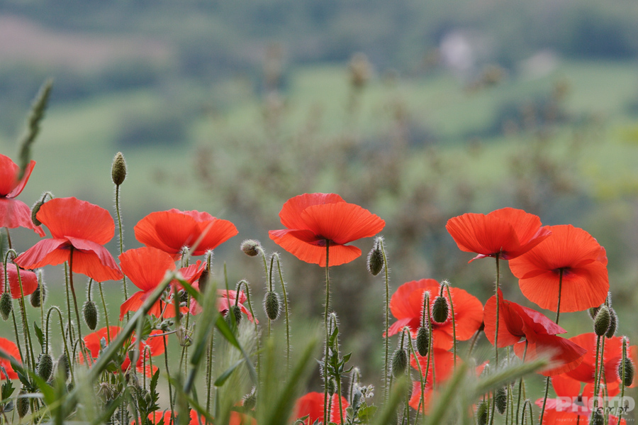 Nature: Flowers