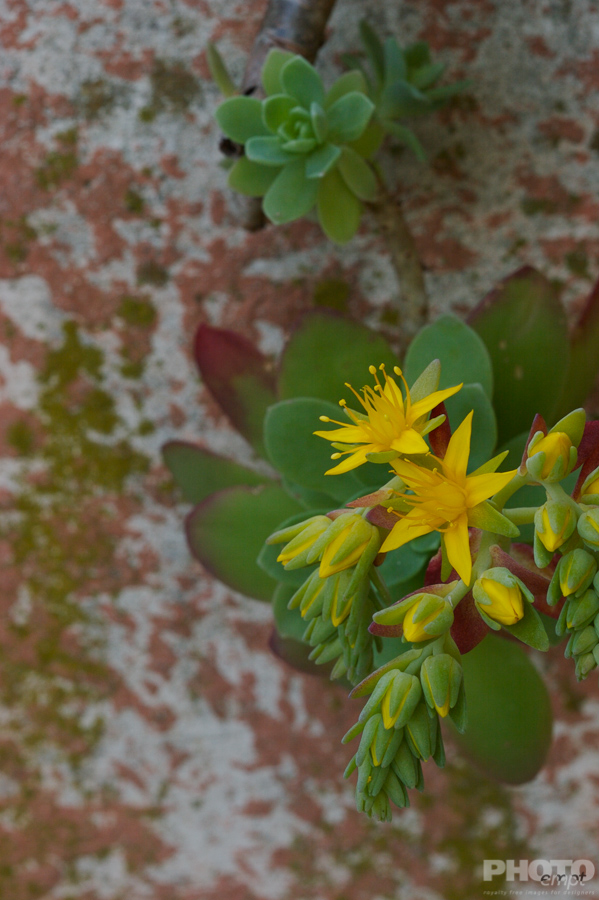 Nature: Flowers