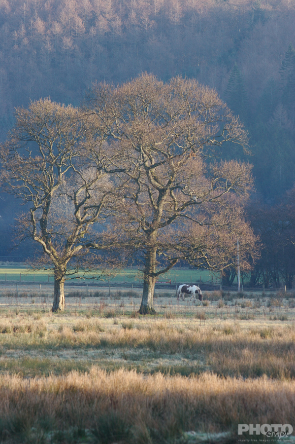 Trees