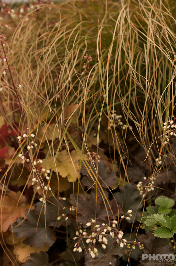 Nature: Flowers