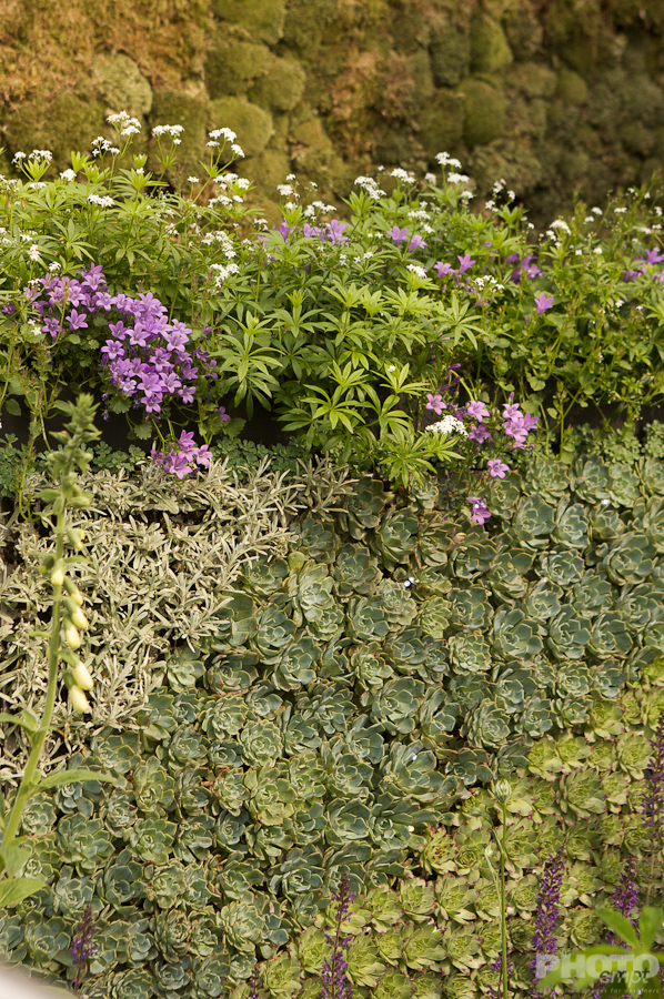 Nature: Flowers