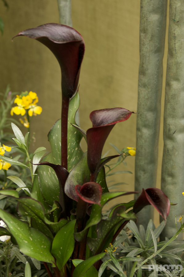 Nature: Flowers