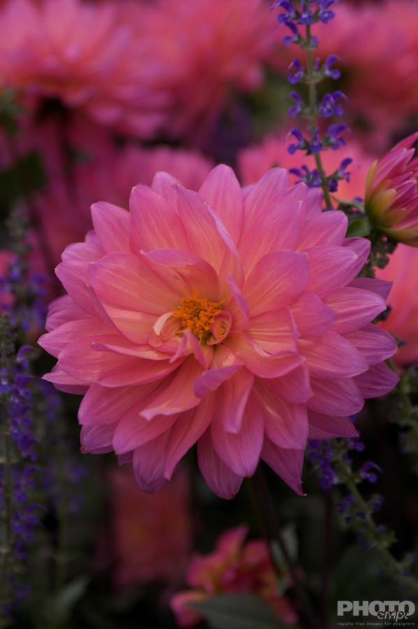 Nature: Flowers