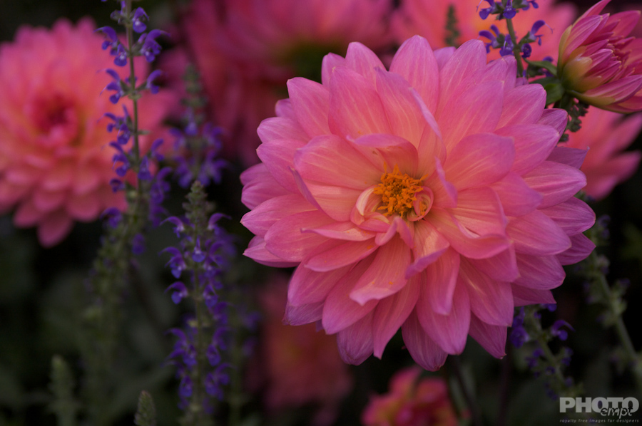 Nature: Flowers