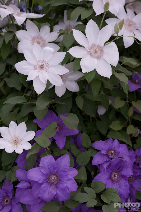 Nature: Flowers