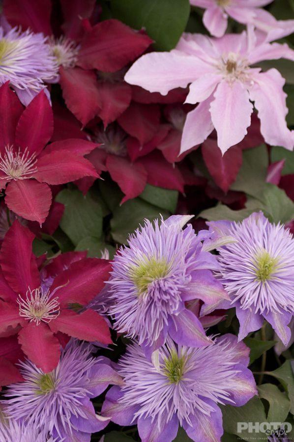Nature: Flowers