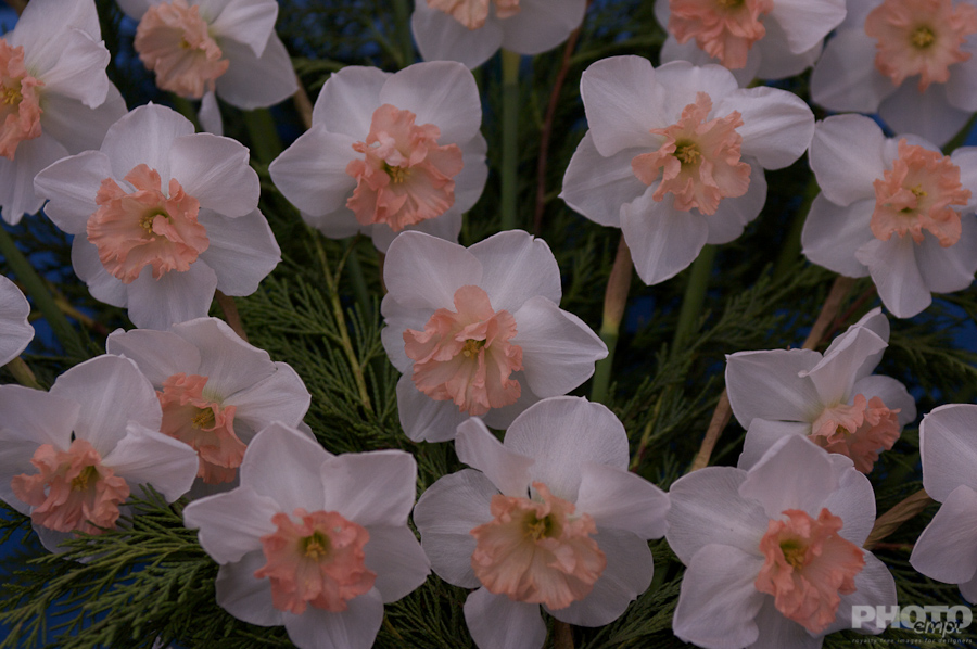 Nature: Flowers