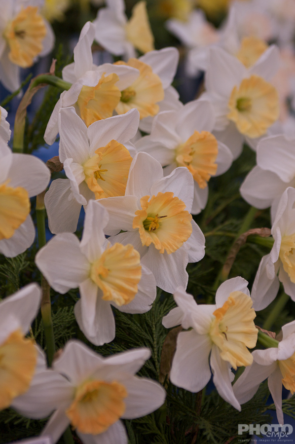 Nature: Flowers