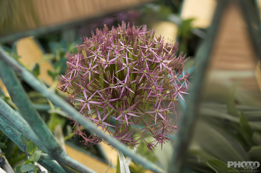 Nature: Flowers
