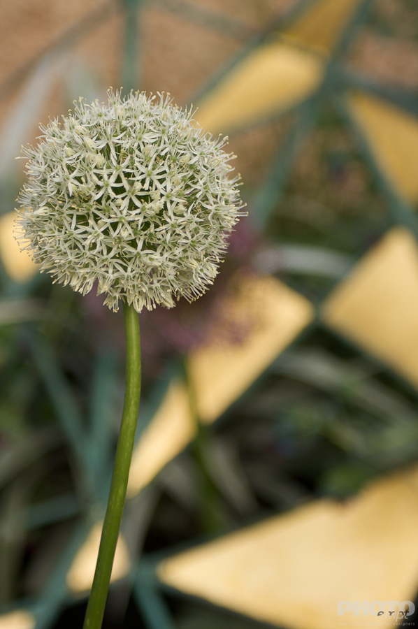 Nature: Flowers
