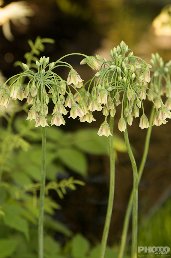Nature: Flowers