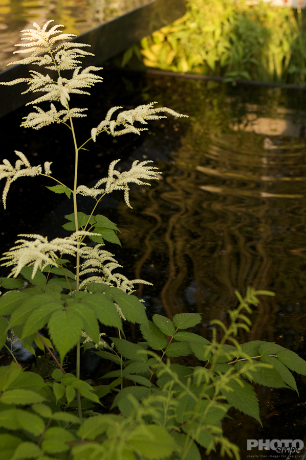 Nature: Flowers