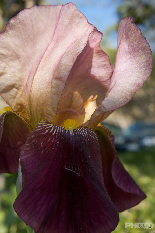 Nature: Flowers
