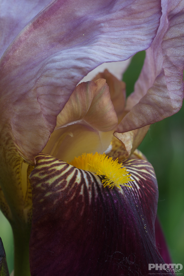 Nature: Flowers
