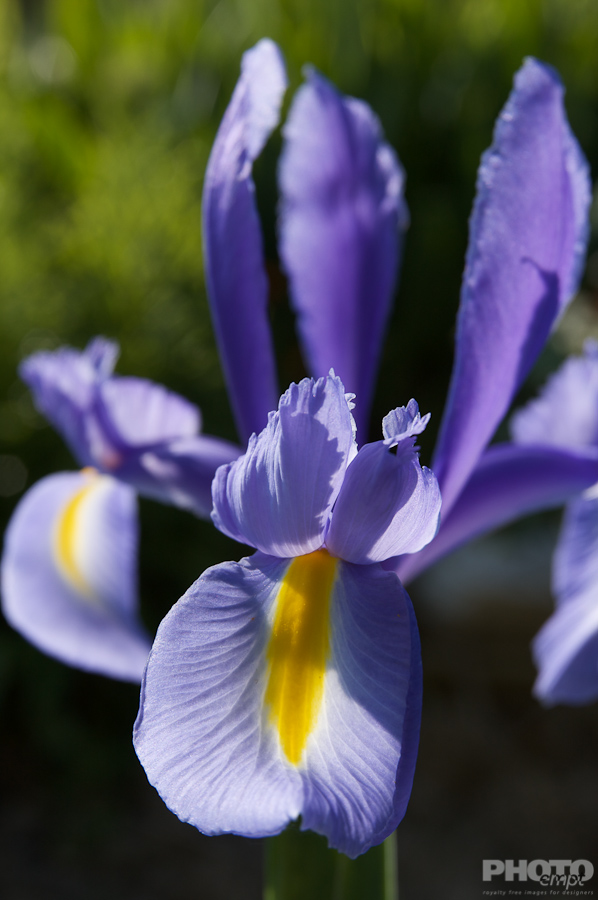 Nature: Flowers