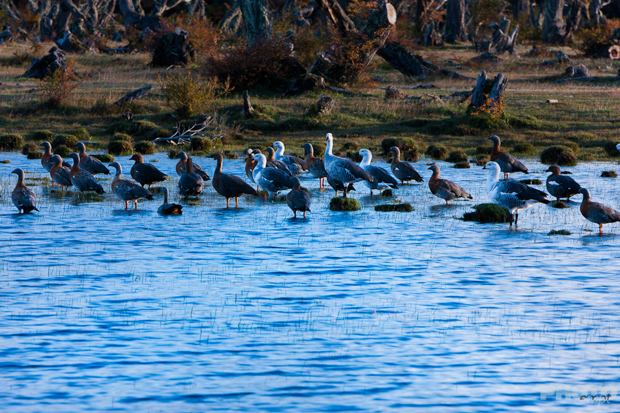 Patagonia