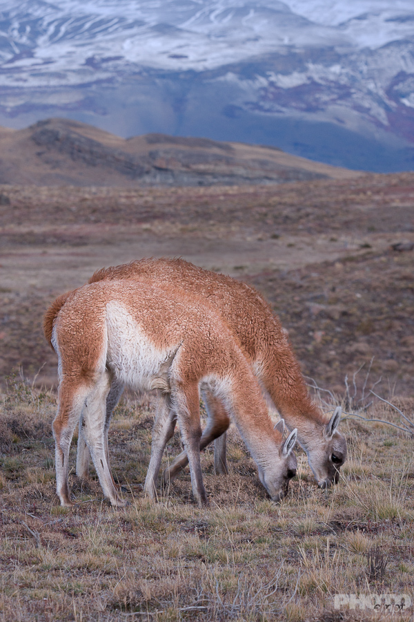 Patagonia