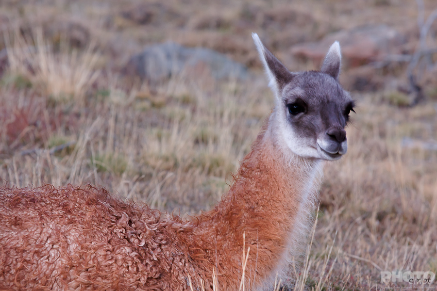 Patagonia