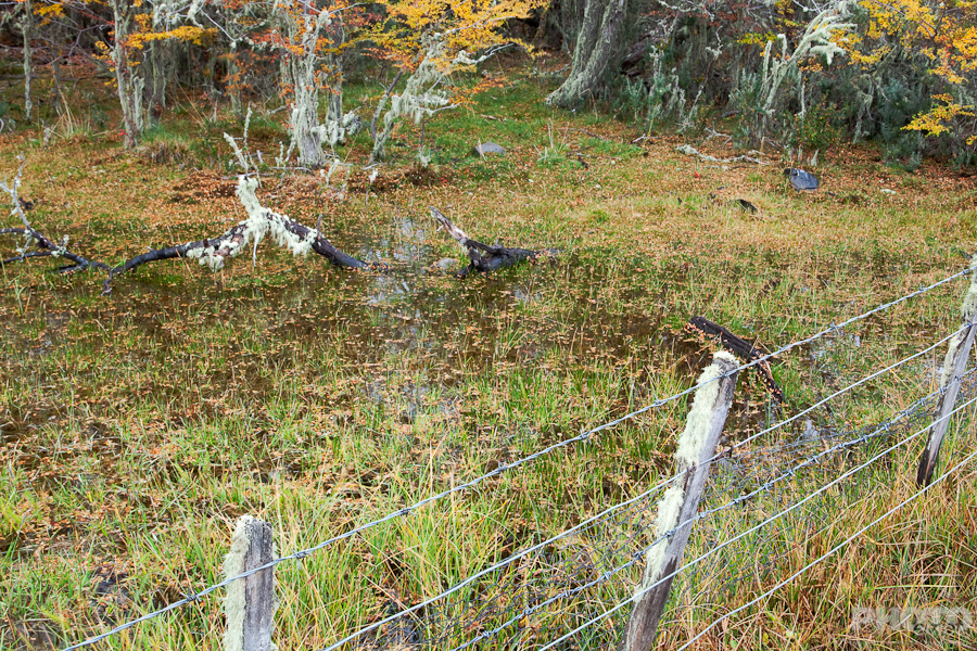 Patagonia